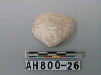 藏品(貝類)的圖片